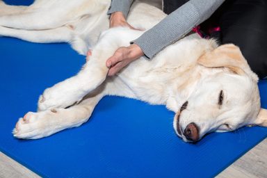 Passive Gelenkbewegung und Massage