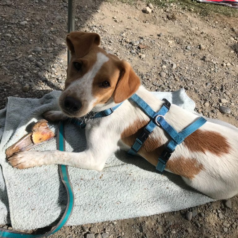 Mein Hund Idefix