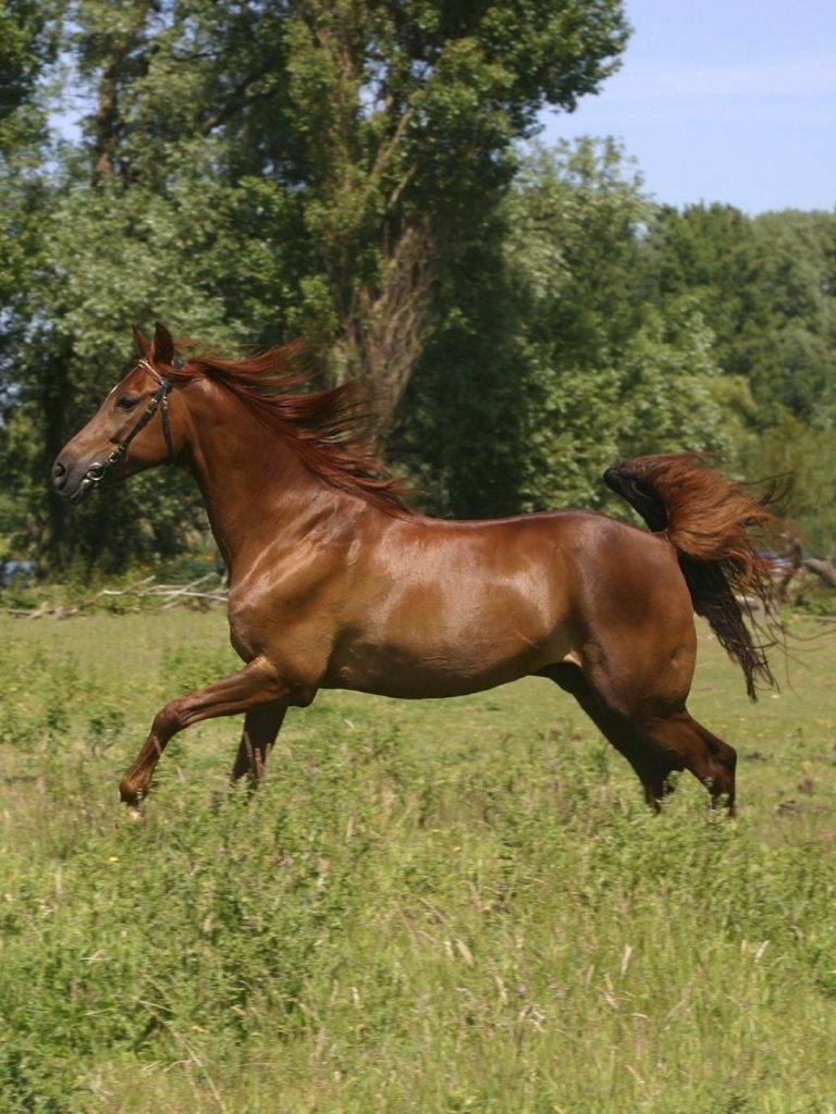 Pferd auf Wiese