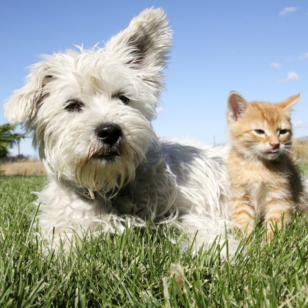 Hund und Katze bei Sonnenschein auf Wiese