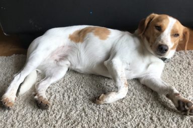 Mein Hund Idefix